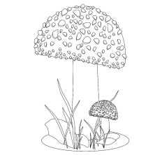 Большой гриб и маленький