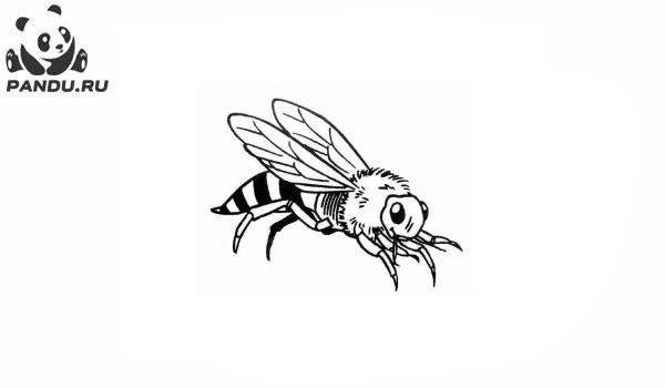 Раскраска Насекомые. Раскраски насекомые - рисунок №11