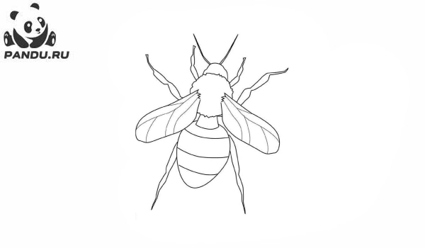 Раскраска Насекомые. Раскраски насекомые - рисунок №16