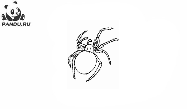 Раскраска Насекомые. Раскраски насекомые - рисунок №2