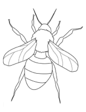 Раскраски насекомые - рисунок №16