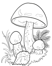 Первые осенние грибы