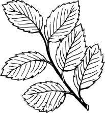 Веточка с листьями