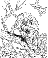 Раскраска джунгли - рисунок №32