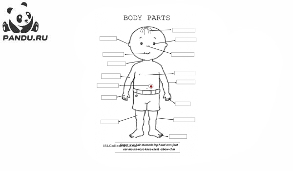 Раскраска Части тела человека. Части тела аппликация для детей