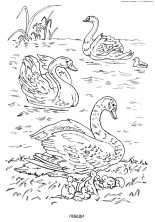 Лебеди