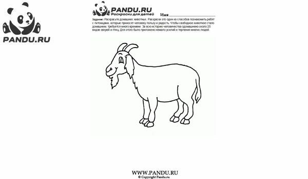 Раскраска Домашнии животные. Задание 7.