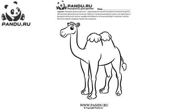 Раскраска Дикие животные. Задание 24.