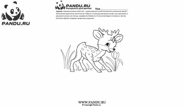 Раскраска Дикие животные. Задание 4.
