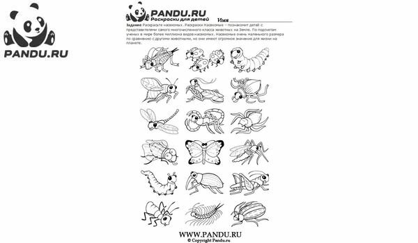 Раскраска Насекомые. Задание 10.