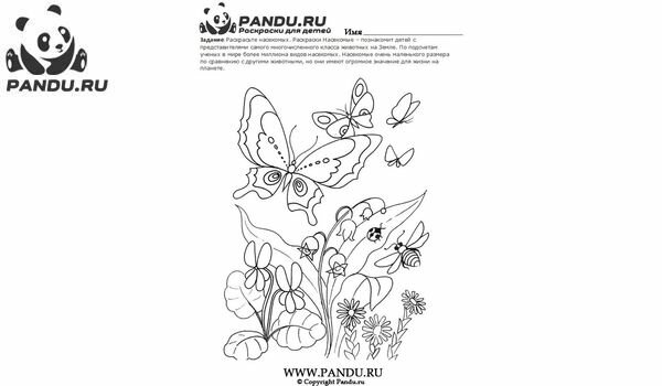 Раскраска Насекомые. Задание 5.