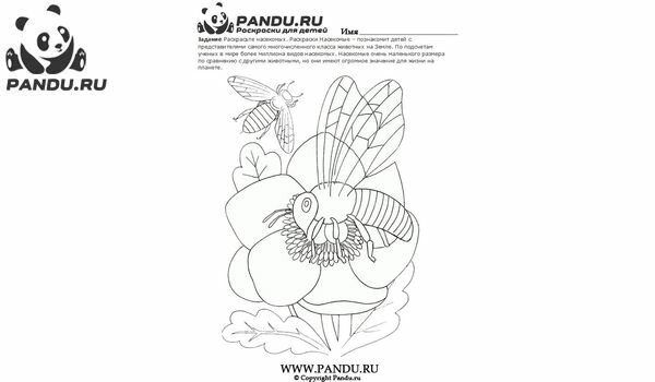 Раскраска Насекомые. Задание 6.