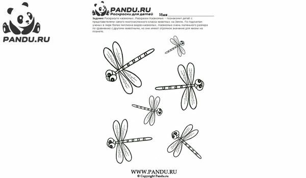 Раскраска Насекомые. Задание 8.