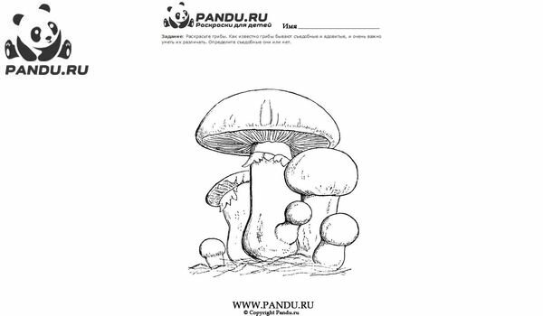 Раскраска Грибы. Задание 15.